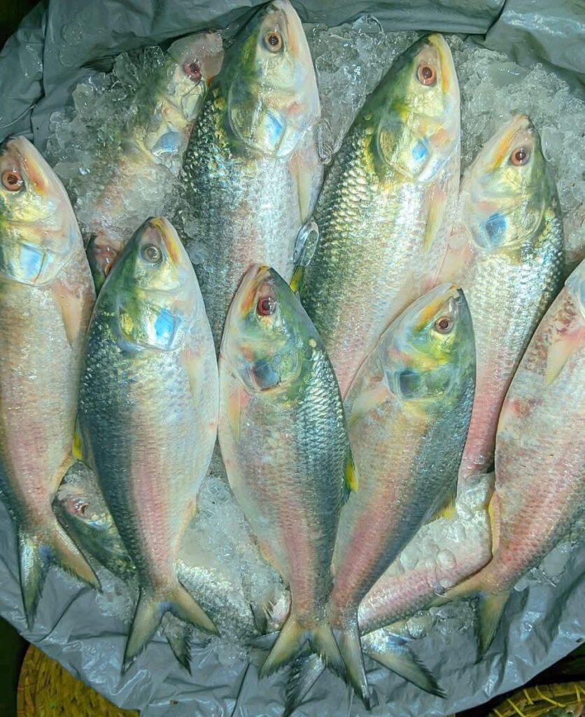 ১০ পিস ৫ কেজি → ৳ ৩০০০