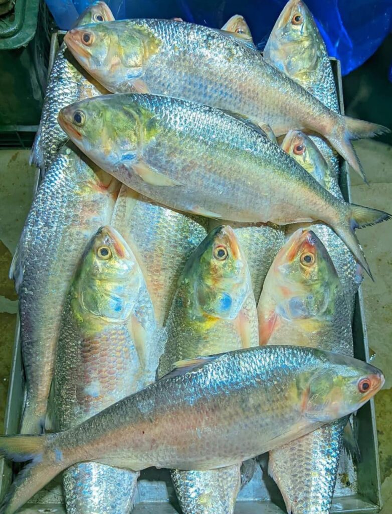 ৪ পিস ১০ কেজি → ৳ ৮০০০
